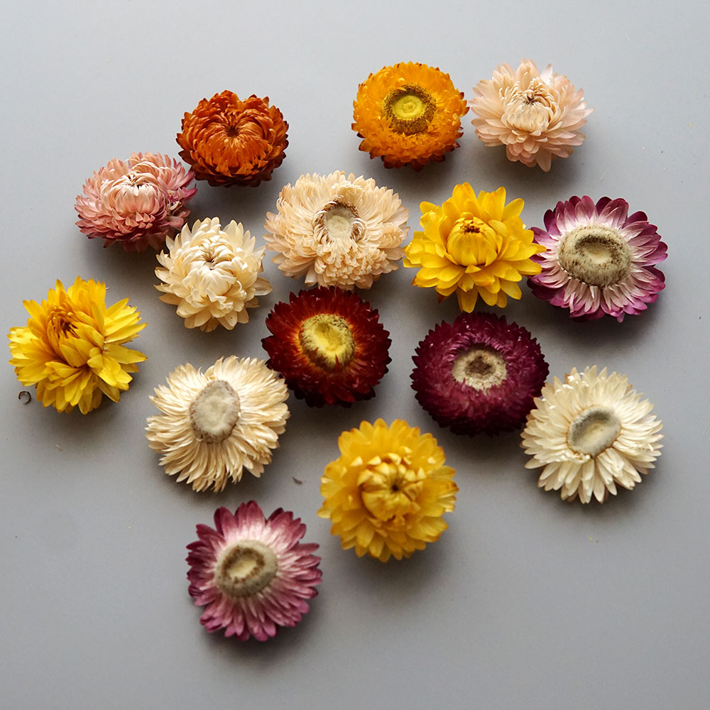 Natural Dried Colorful Chrysan - Baby Products 1 Year ulasan dan harga