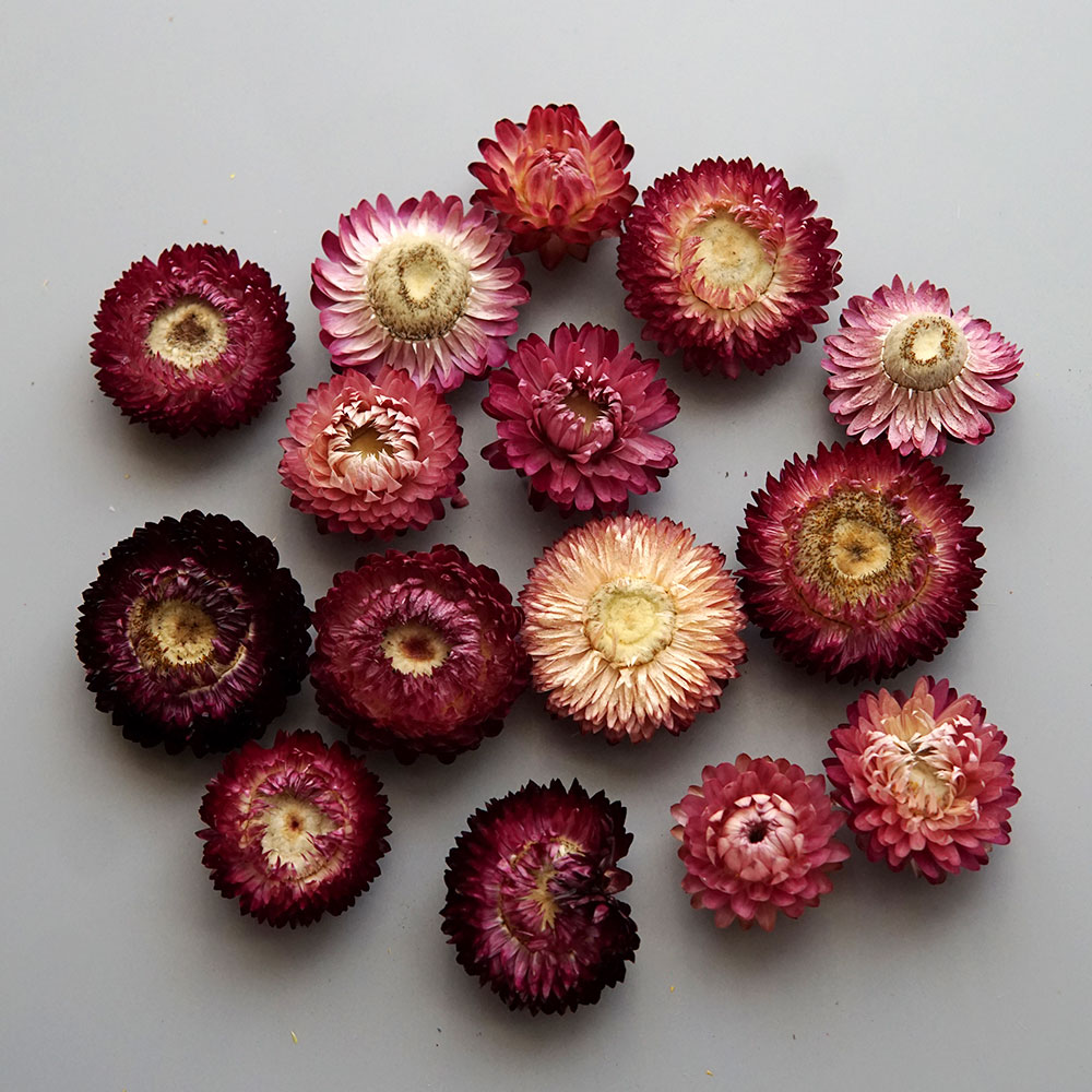 Natural Dried Colorful Chrysan - Baby Products 1 Year ulasan dan harga