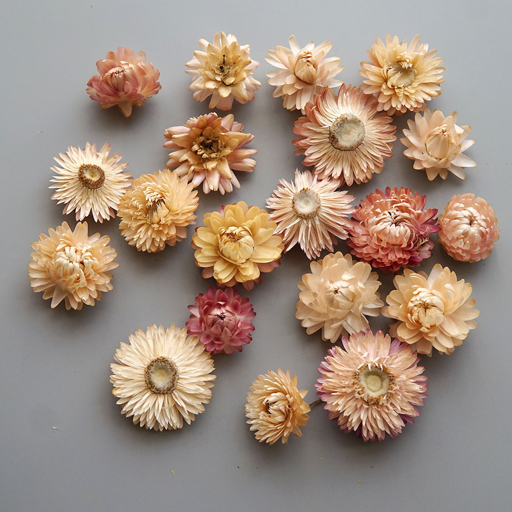 Natural Dried Colorful Chrysan - Baby Products 1 Year ulasan dan harga